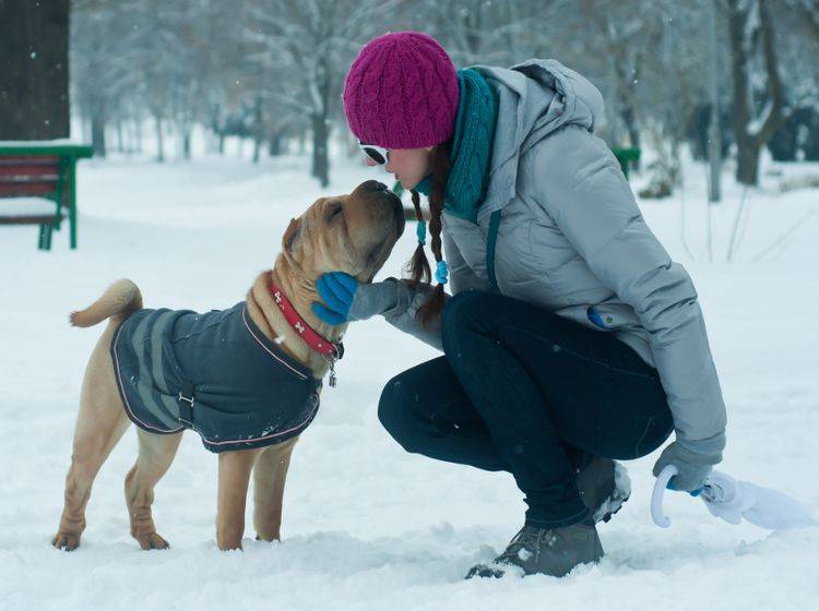Für einige Hunde ist winterliche Hundekleidung bei Kälte sinnvoll – Shutterstock / Toshe Ognjanov