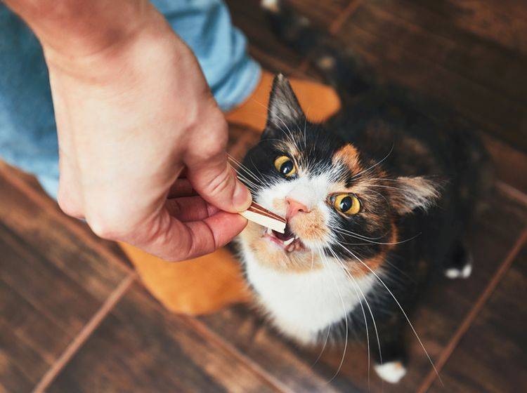 Das schmeckt! Wenn Sie ihr selbst gemachte Leckerli präsentieren, kann Ihre Katze sicher nicht widerstehen. Shutterstock/ Jaromir-Chalabala