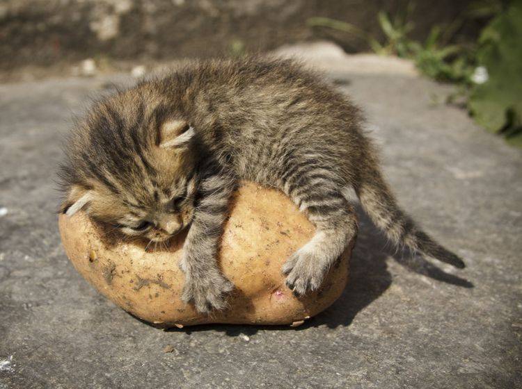 Vorsicht ist geboten – Katzen dürfen keine rohen Kartoffeln fressen – Shutterstock / MoonRaiter