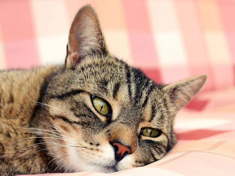 Katzen, die unter Arthrose leiden, sind oft lethargisch – Shutterstock / DavidTB