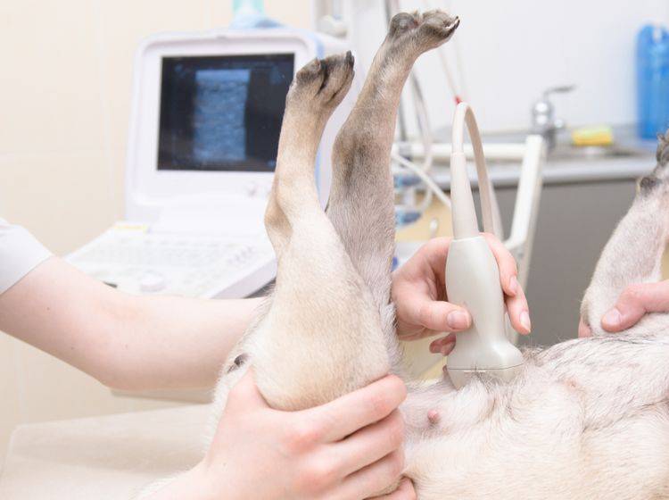 Eine Sonografie stellt keine Gefahr für den Hund dar – Shutterstock / Ermolaev Alexander