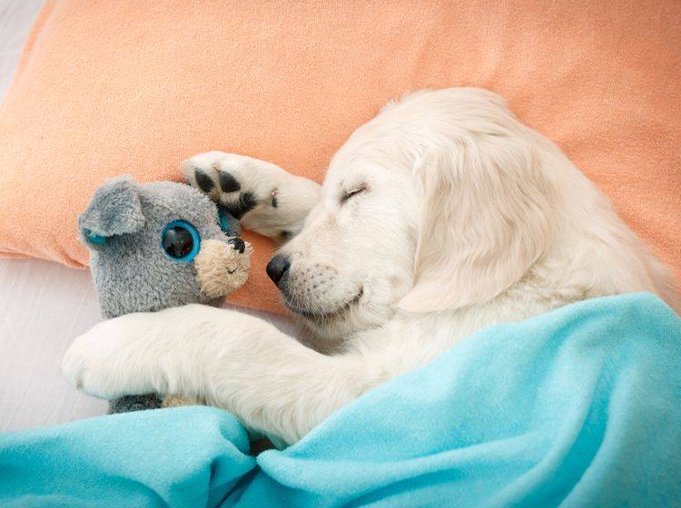 "Ohne mein Kuscheltier kann ich nicht schlafen!" – Bild: Shutterstock / NotarYES