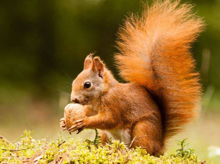 Dieses Eichhörnchen freut sich über die wiedergefundene Nuss – Shutterstock / Jarry