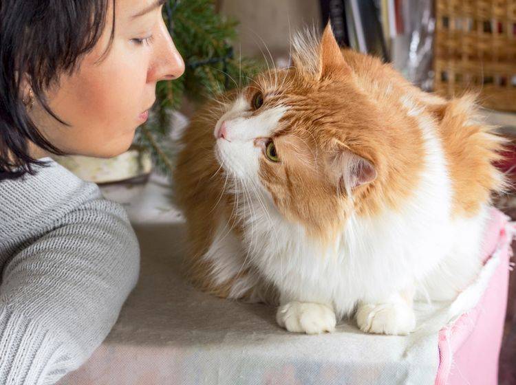 Wichtig für die Mensch-Katze-Beziehung: Miteinander sprechen – Shutterstock / Belozerova Daria