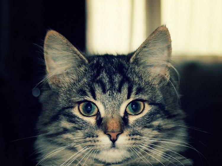 Diese Katze hat noch einen ungetrübten Blick – Shutterstock / Lora Sutyagina
