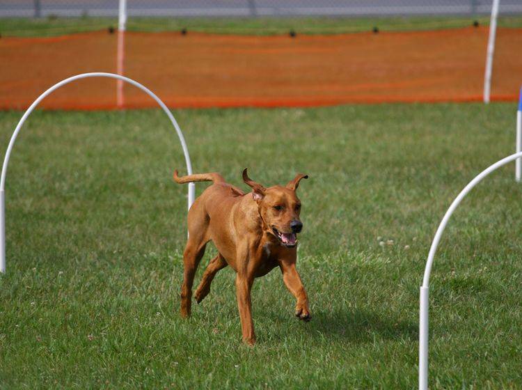 Dieser Hund hat sichtlich Spaß beim Hoopers-Agility – Shutterstock / Dennis W. Donohue
