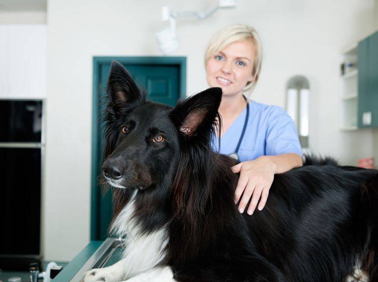 Chronische Blähungen sind ein Fall für den Tierarzt – Shutterstock / Tyler Olson
