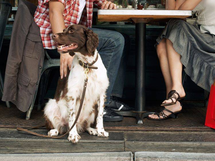 Dieser Hund weiß sich im Restaurant zu benehmen – Shutterstock / bikeriderlondon