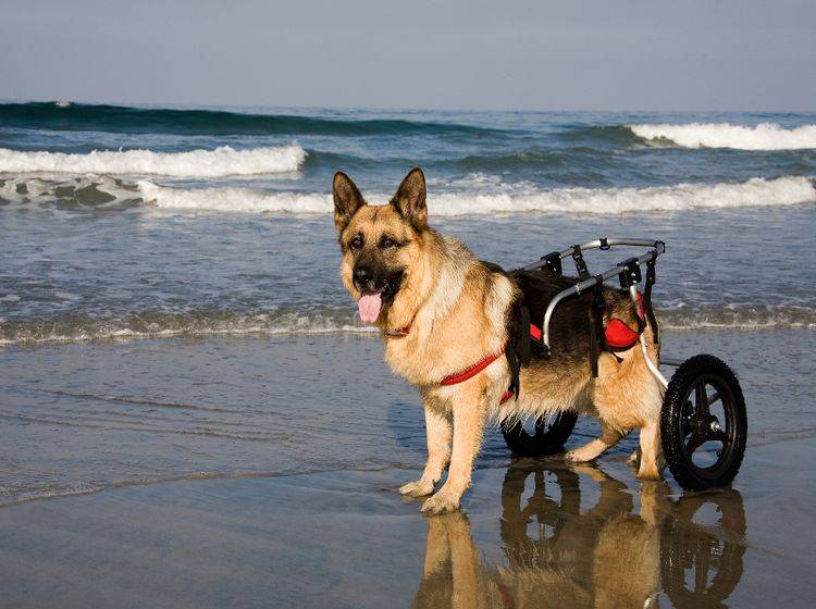 "Bewegungsfaul dank Handicap? Wieso denn?", denkt sich dieser Hund – Shutterstock / Peter Kunasz