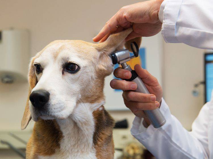 Eine Ohrenentzündung beim Hund ist ein Fall für den Tierarzt – Shutterstock / Ivonne Wierink
