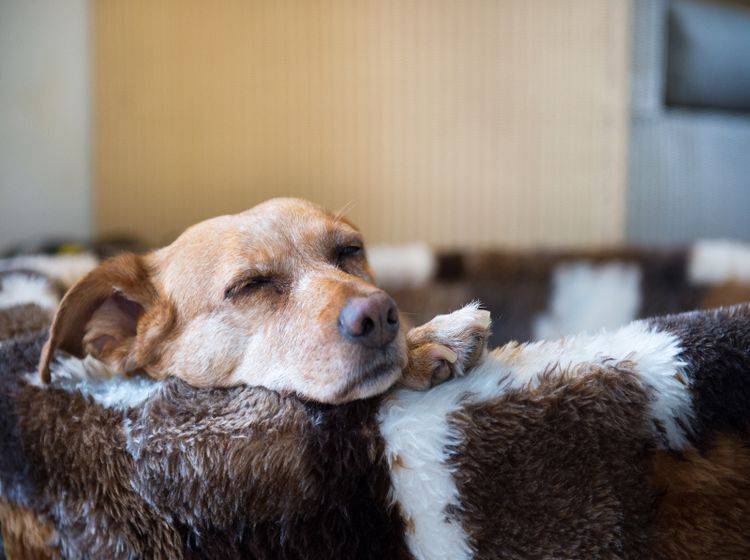 Oft sind Hunde nach einer Operation unter Narkose noch eine Zeit lang benommen – Shutterstock / Ivonne Wierink