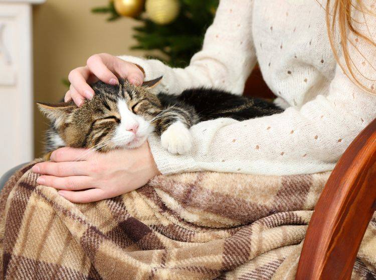 So eine mollig-warme Kuschelstunde mit Katze ist im Winter das Schönste – Shutterstock / Africa Studio