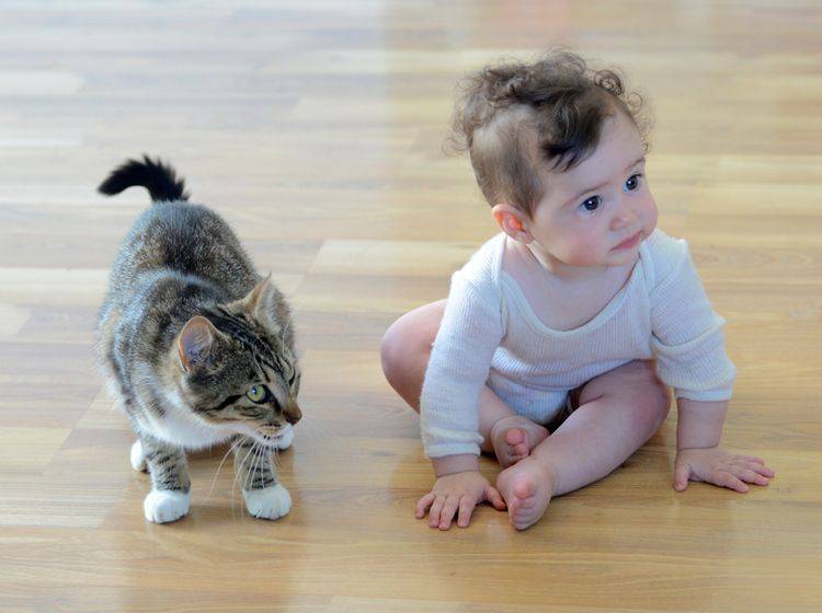 Katze und Baby können gut miteinander auskommen – Shutterstock / ChameleonsEye
