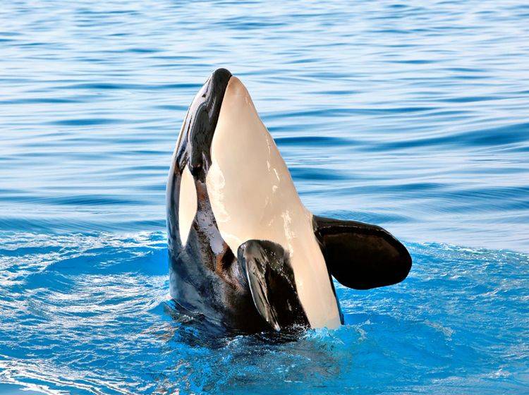 Schwertwale in Gefangenschaft entsetzen Tierschützer seit Langem – Shutterstock / nodff
