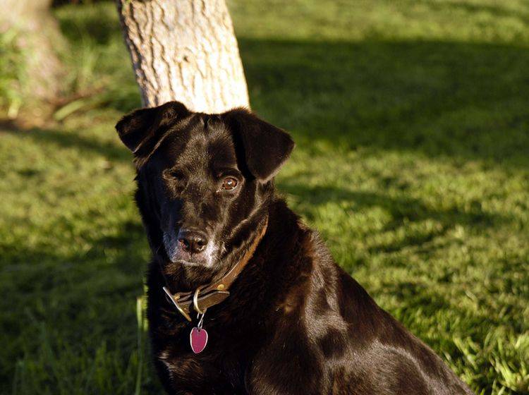 Wenn Ihr Hund nicht mehr gut sieht, braucht er Ihre Hilfe – Shutterstock / Dale A Stork