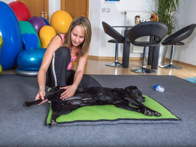 Dieser süße Hund genießt seine Massage – Shutterstock / msgrafixx
