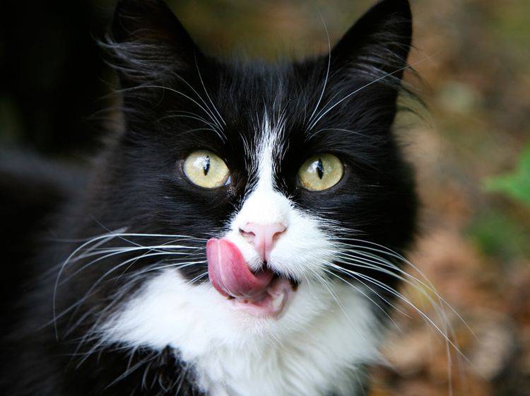 Mit ihrer Katzenzunge kann die Miez nicht nur schmecken – Shutterstock / Evgeny Mironov