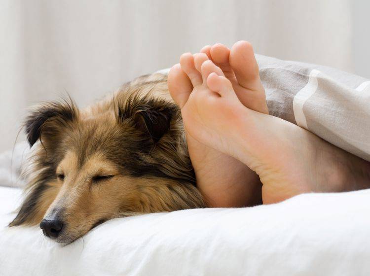 Viele Tierhalter finden, dass Haustiere im Bett sich positiv auf den Schlaf auswirken – Shutterstock / Kati-Molin