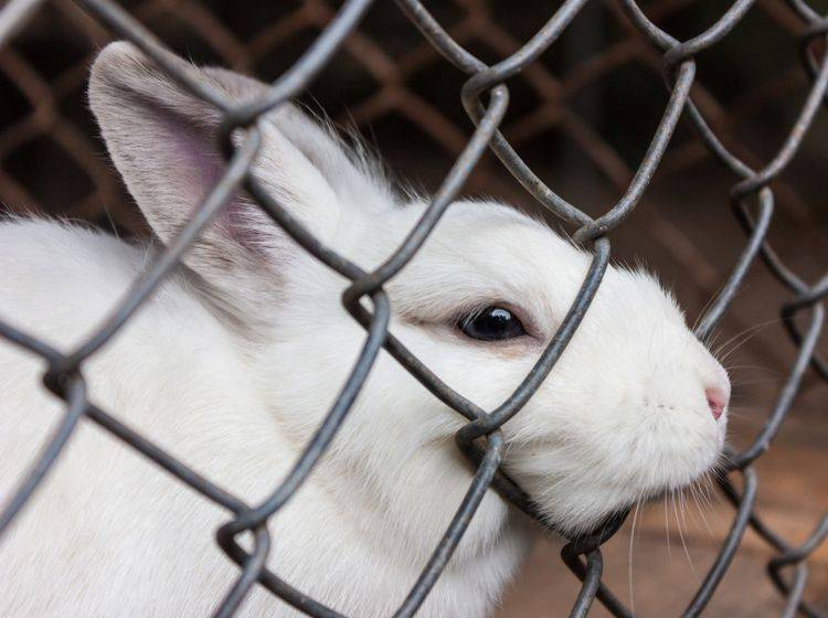 Einzelhaltung für Kaninchen in Käfigen ist laut PETA Tierquälerei – Shutterstuck / Iracha