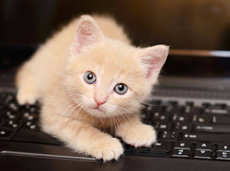 "So ein warmer Laptop ist doch wirklich gemütlich", denkt sich diese junge Katze – Shutterstock / Ortis
