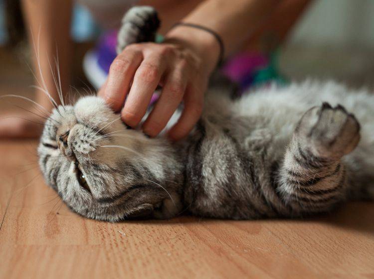 Nach und nach finden Sie heraus, wo Ihre Katze am liebsten gestreichelt werden möchte – Shutterstock / Jakub Zak