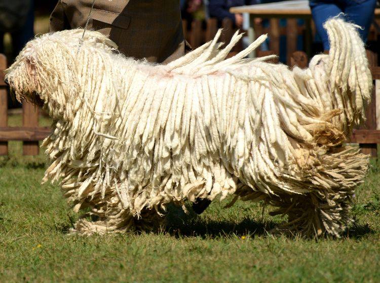Einige Hunde, wie der Komondor, sind auch aufgrund ihres Fells wahre Hingucker – Shutterstock / Marcel Jancovic