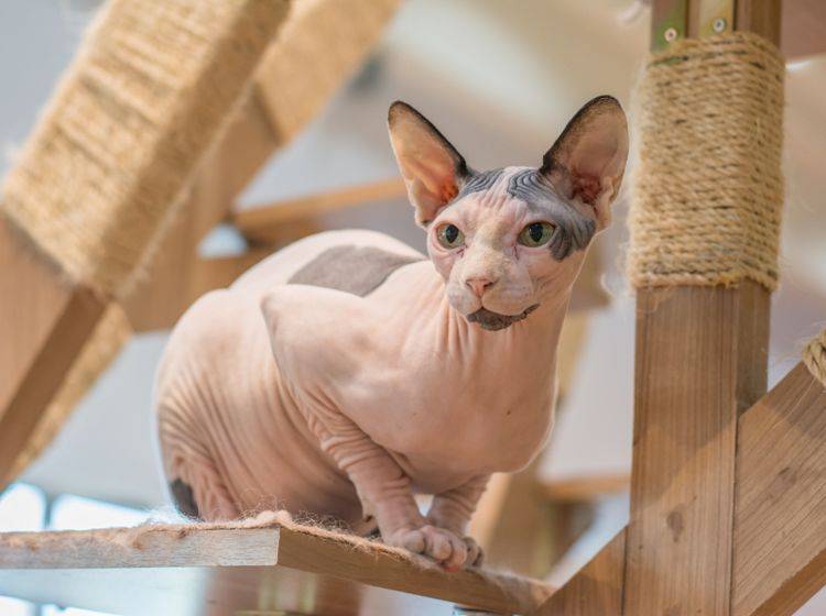 Tierquälerei? Manche Sphinx-Katzen haben weder Fell noch Tasthaare – Shutterstock / everytime