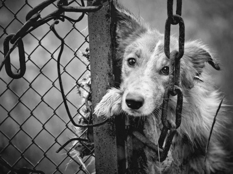Wer bei Tierquälerei wegschaut, macht sich mitschuldig – Shutterstock / Ksenia Raykova