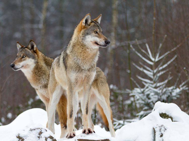 Wölfe sind die anmutigen und faszinierenden Vorfahren unserer Hunde – Shutterstock / kochanowski