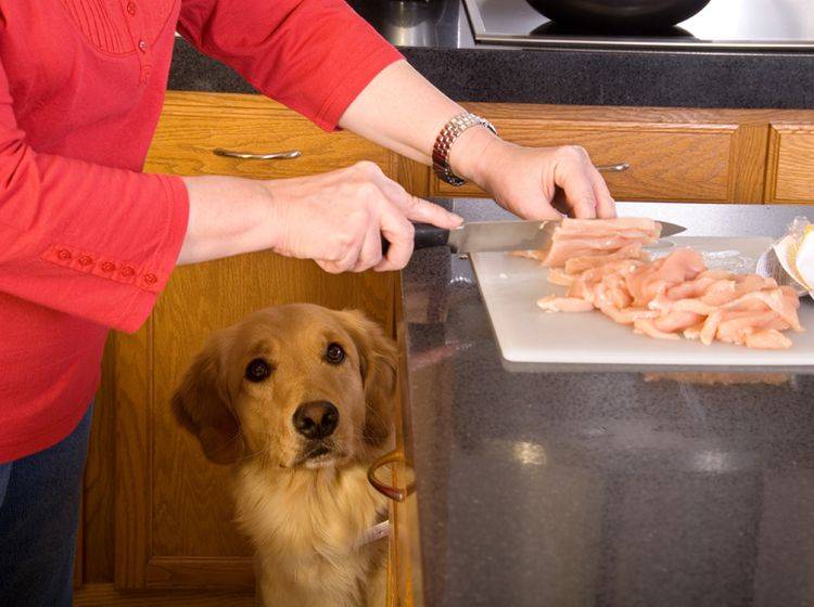 DiätHundefutter für übergewichtigen Hund selber kochen
