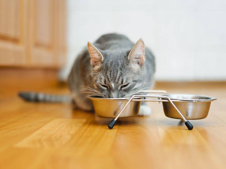 Eine spezielle Leberdiät vom Tierarzt hilft Ihrer kranken Katze – Shutterstock / mik ulyannikov