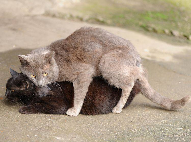 Der Kater beißt der Katze sanft in den Nacken und beginnt den Deckakt – Shutterstock / Alexey Borodin