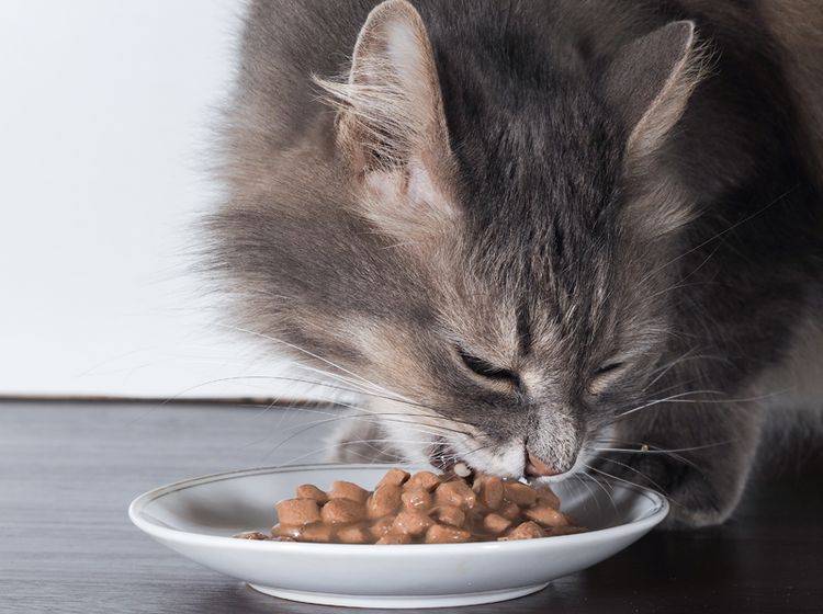 Mit Spezialfutter lässt sich die Lebensqualität für herzkranke Katzen verbessern – Shutterstock / Irina Kozorog