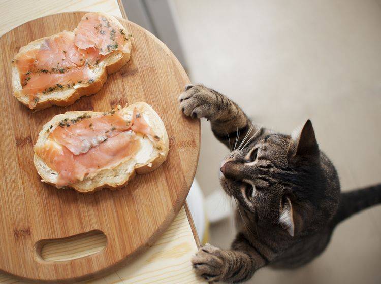 Lachsaufschnitt enthält viel Salz, darf die Katze davon naschen? – Shutterstock / ToskanaINC