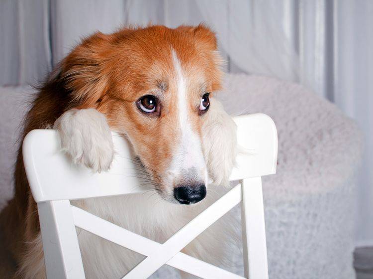 "Was möchte mein Mensch von mir?", fragt sich dieser verunsicherte Hund – Shutterstock / Ksenia Raykova