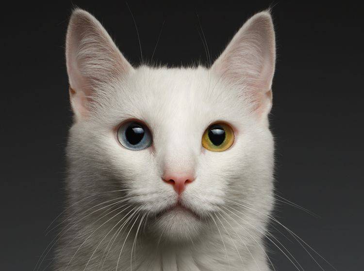 Eine wunderschöne weiße Katze mit einem blauen und einem grünen Auge – Shutterstock / Seregraff
