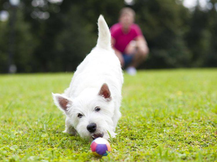 Auf dem Hundespielplatz braucht der Hund keine Leine – Shutterstock / Andrey Arkusha