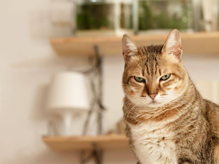 Ihre Katze wirkt genervt? Das hat meistens seine Gründe – Shutterstock / elwynn