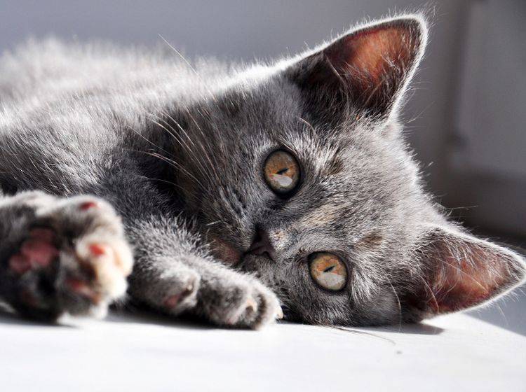 Im Gegensatz zu dieser Jungkatze, ist der Kopf einer Hydrozephalus-Katze meist vergrößert – Shutterstock / Yulia Bogomolova