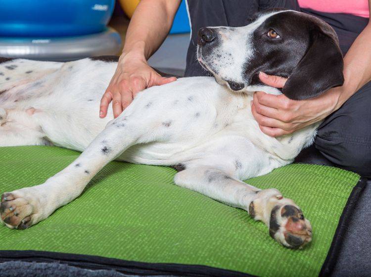 Eine Hundephysiotherapie hilft Ihrem Hund dabei, sich wieder schmerzfreier zu bewegen – Shutterstock / msgrafixx