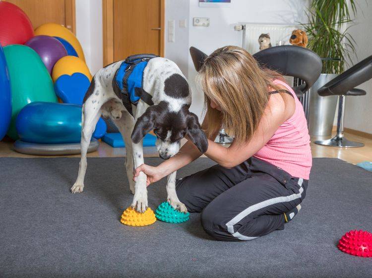 Eine gute Ausbildung und Erfahrung sind zwei wichtige Aspekte in der Hundephysiotherapie – Shutterstock / msgrafixx