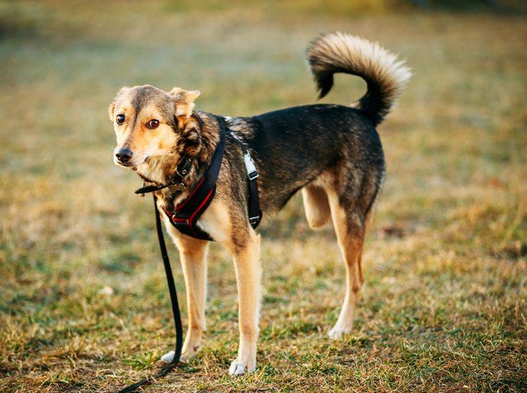 Viele Hunde können gut mit drei Beinen leben. Manchmal ist eine Prothese jedoch notwendig – Shutterstock / Grisha-Bruev