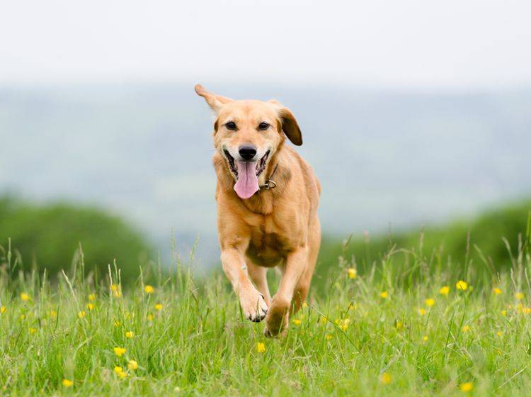 Tipps zur richtigen Location für Hundefotos