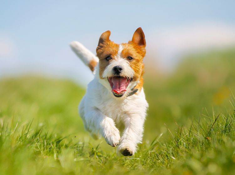 Die Freude steht diesem Jack Russel Terrier ins Gesicht geschrieben, was gut für Hund und Foto ist – Shutterstock / Mikkel-Bigandt