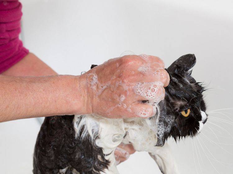 Keine Katze badet gerne, doch bei Harz im Fell geht es manchmal nicht anders – Shutterstock / 135pixels