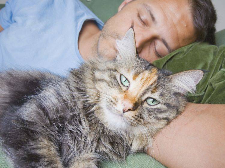 "Noch lasse ich ihn schlafen, aber gleich muss er mit mir spielen", könnte sich diese Katze denken – Shutterstock / Alex James Bramwell