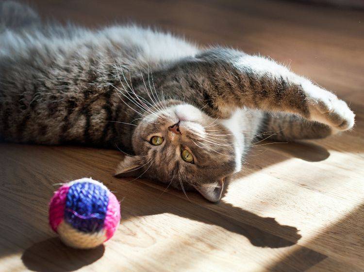Spielzeuge – wie dieser Ball – sollten groß genug sein, damit Katzen sie nicht verschlucken können – Shutterstock / Tequiero