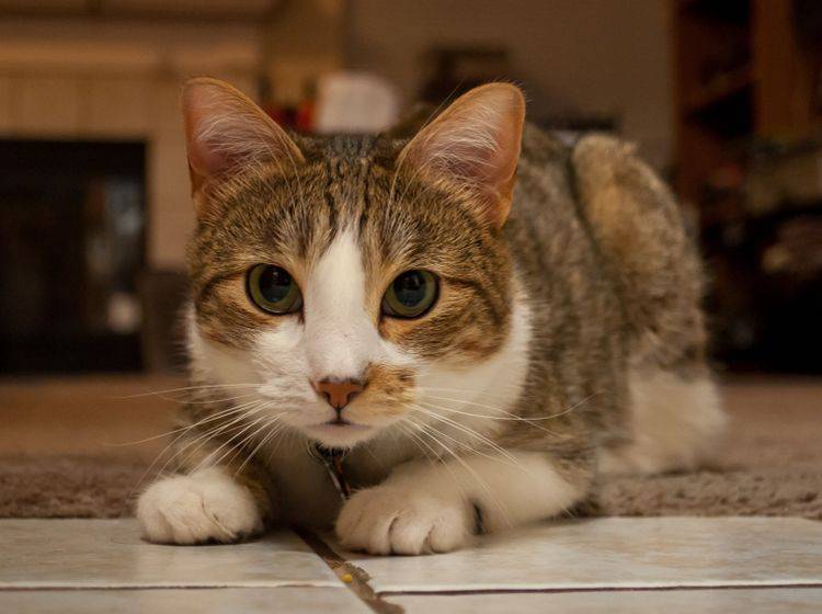 Im Gegensatz zu dieser gesunden Manx-Katze, haben Katzen mit Hydrozephalus meist größere Köpfe – Shutterstock / esdeem