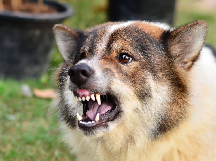 Was tun, wenn ein Hund so aggressiv ist? – Shutterstock / Aree