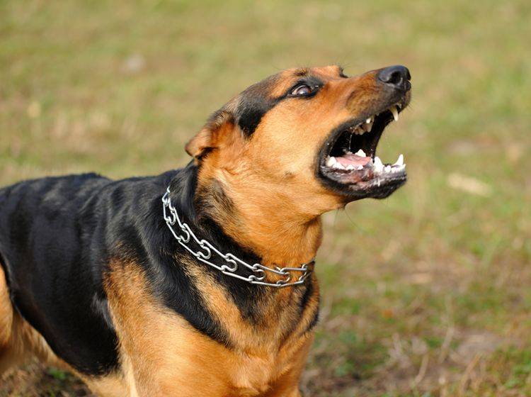 Ein aggressiver Hund ist nicht von Natur aus bösartig – Shutterstock / Art_man